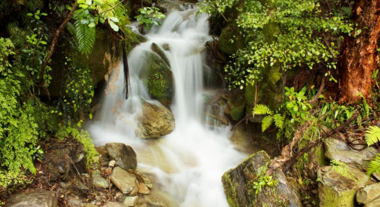 queen charlotte track forest waterfall gallery.jpg